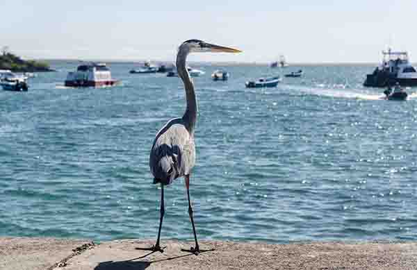 Garza Azul - isla Santa Cruz - islas Galápagos - Ecuador.jpg